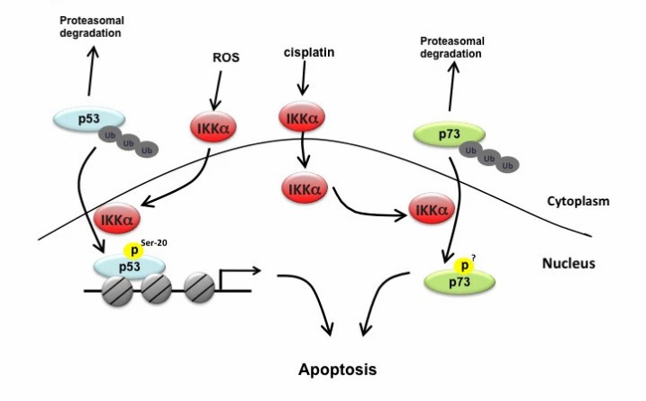 Nuclear IKKα targets p53 and p73 to mediate apoptosis.